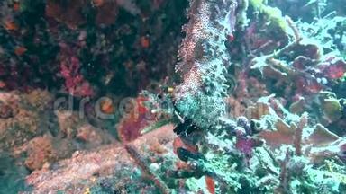 在祖鲁海阿坡岛的珊瑚中，黑嘴海参(Blackmout h海参)`海参(Greffe)